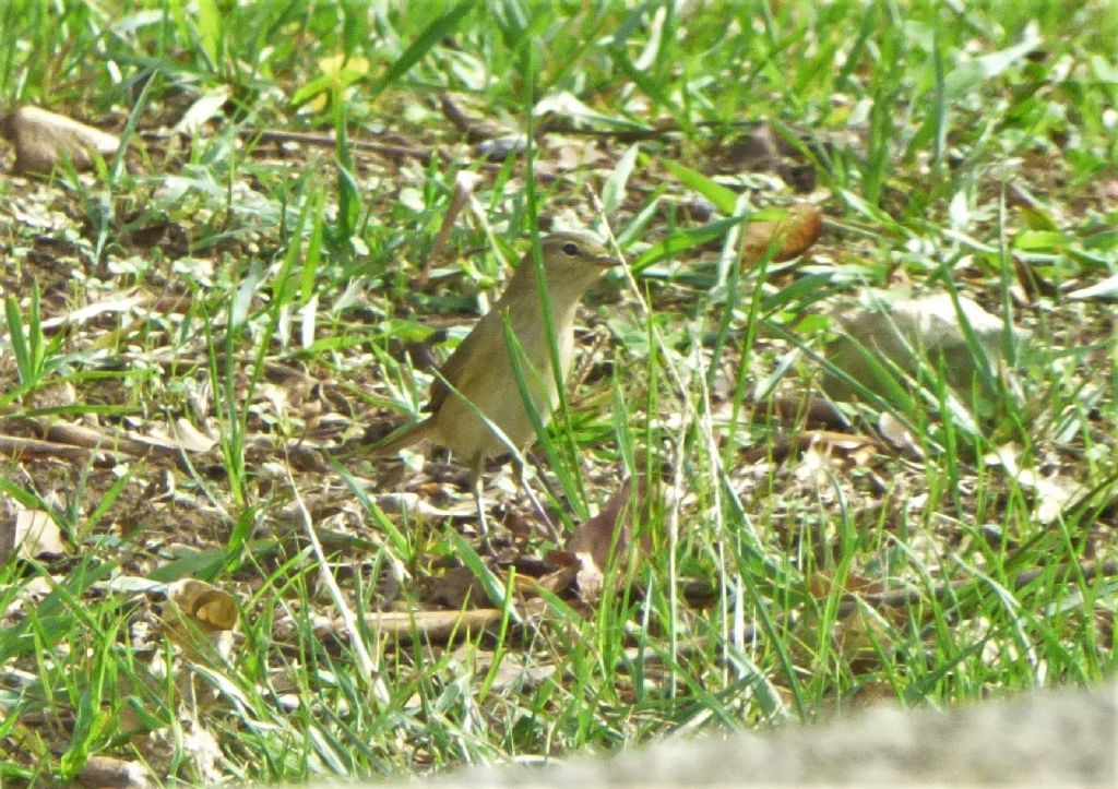 Lu da identificare: Lu piccolo (Phylloscopus collybita)